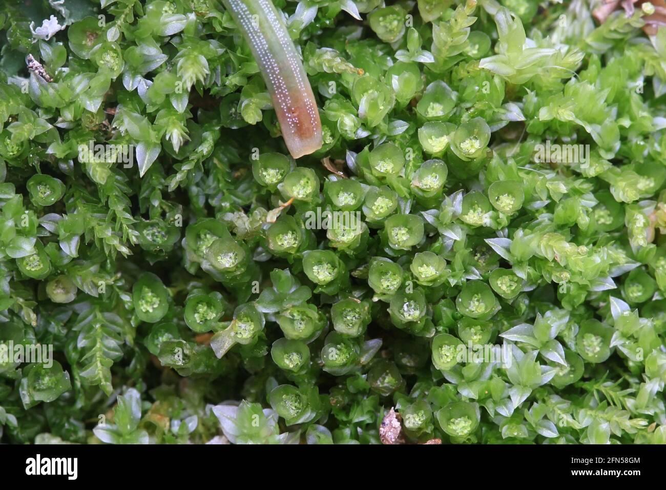 tetraphis-pellucida-commonly-known-as-the-pellucid-four-tooth-moss-2FN58GM.jpg