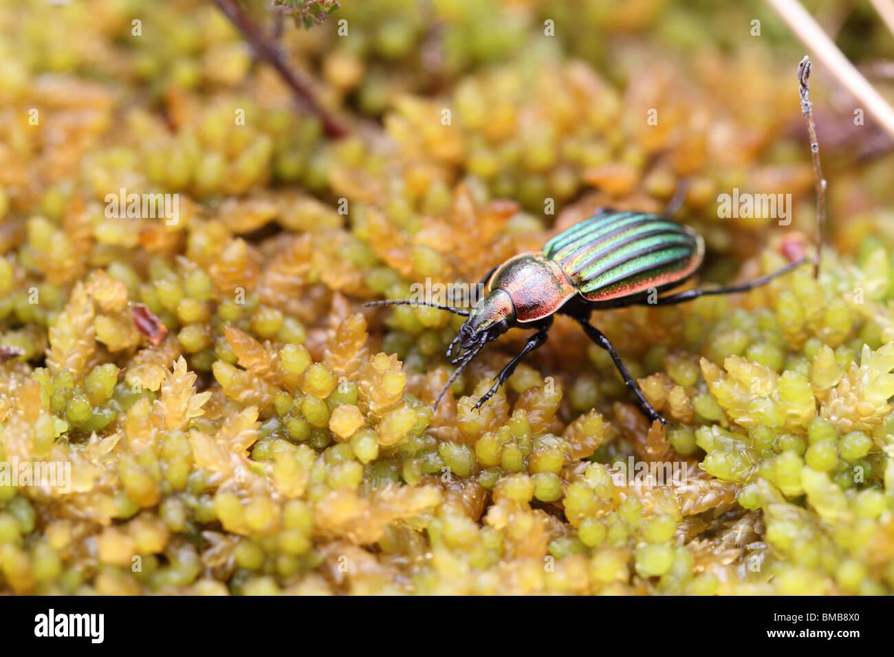 the-scarce-ground-beetle-species-carabus-nitens-on-spaghnum-moss-BMB8X0.jpg