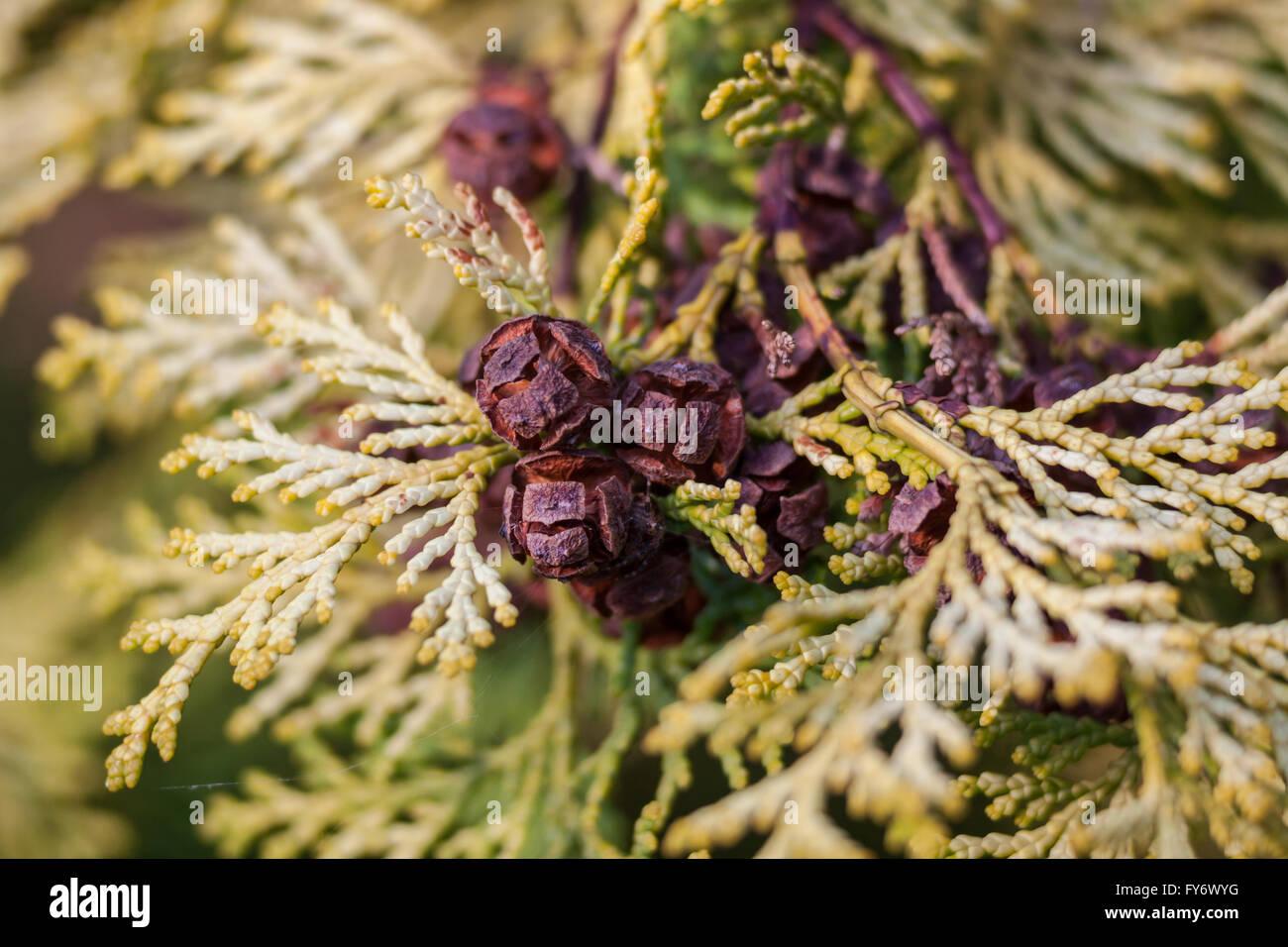 thuja-occidentalis-aurescens-FY6WYG.jpg