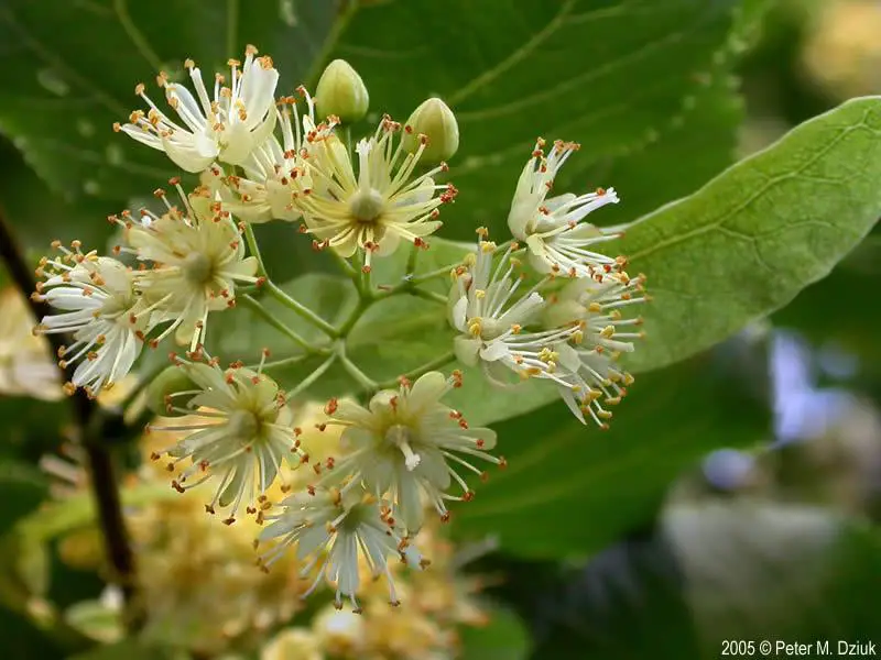 tilia-cordata-2984-3.jpg