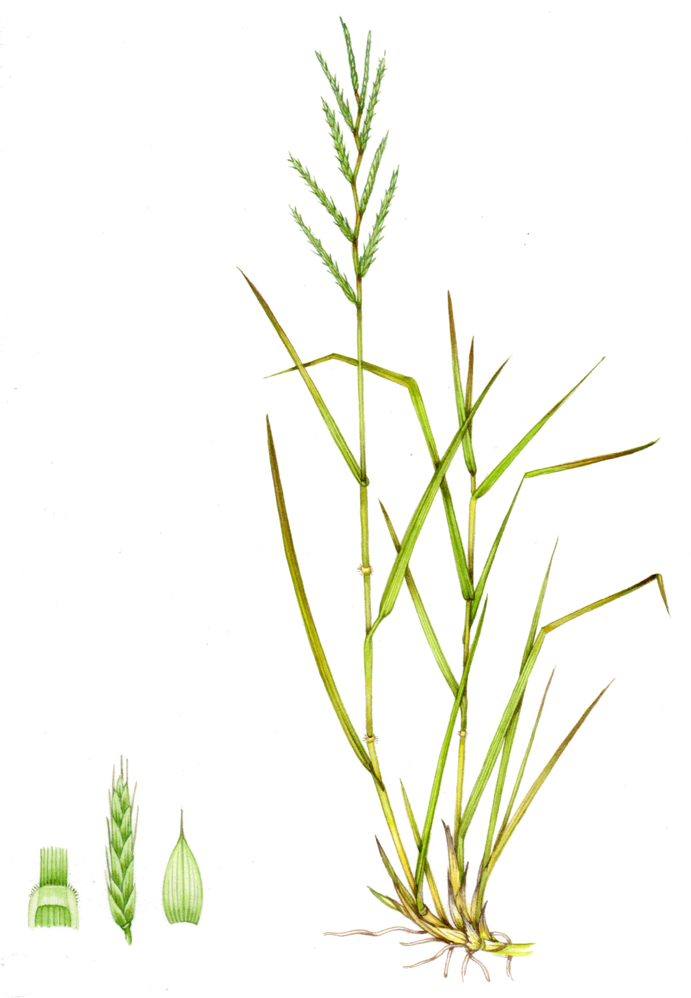 tor-grass-brachypodium-pinnatum.jpg