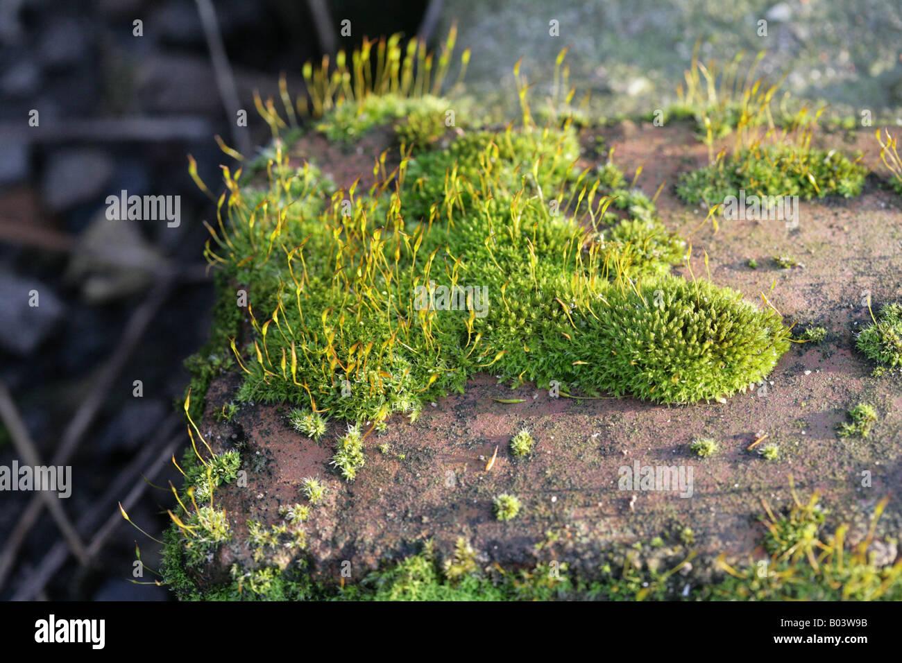 tortula-muralis-screw-moss-growing-on-a-wall-in-a-cheshire-gardenon-B03W9B.jpg