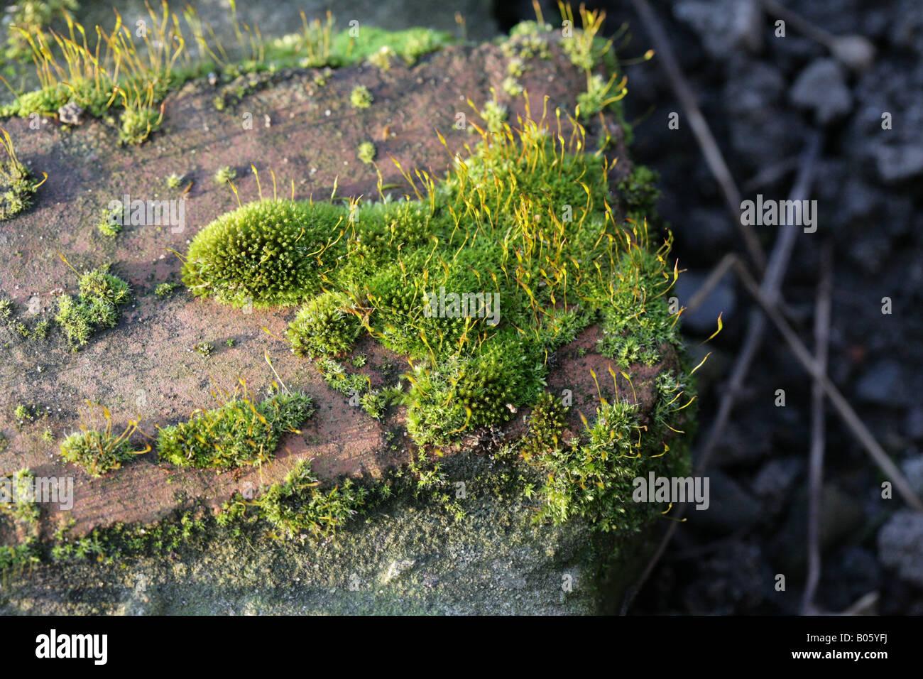 tortula-muralis-screw-moss-growing-on-a-wall-in-a-cheshire-gardenon-B05YFJ.jpg