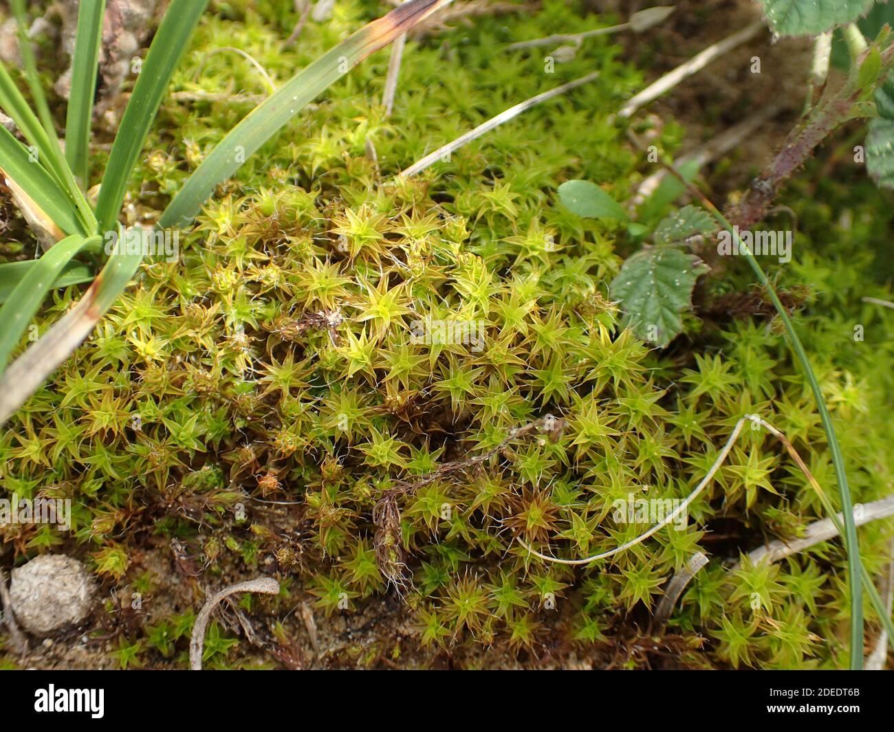 tortula-sand-dune-moss-2DEDT6B.jpg