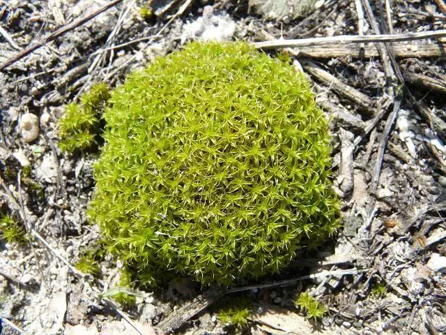 tortula_moss_1bsh25_032908_640x480.JPG