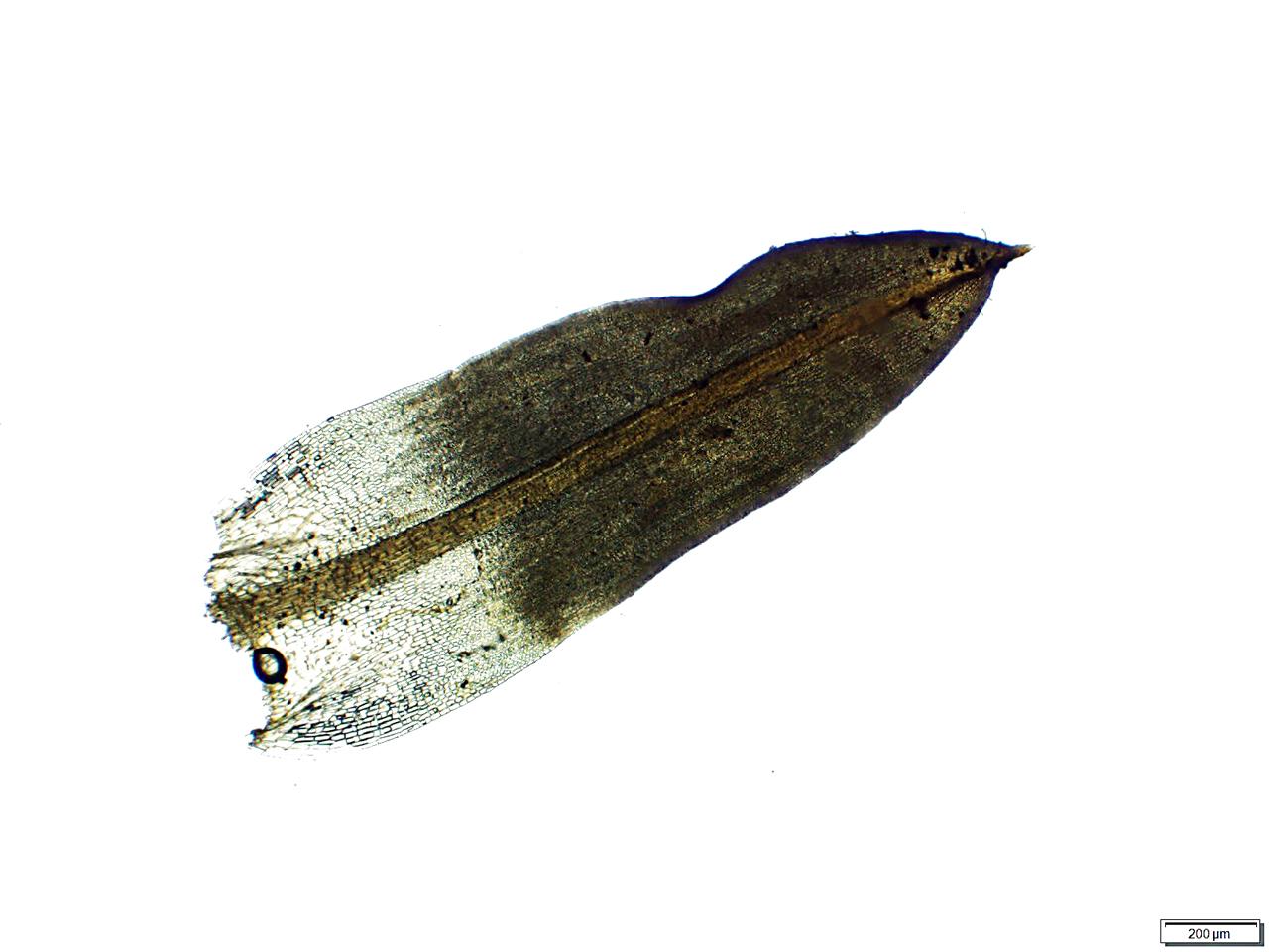 tr_brachydontium1.jpg