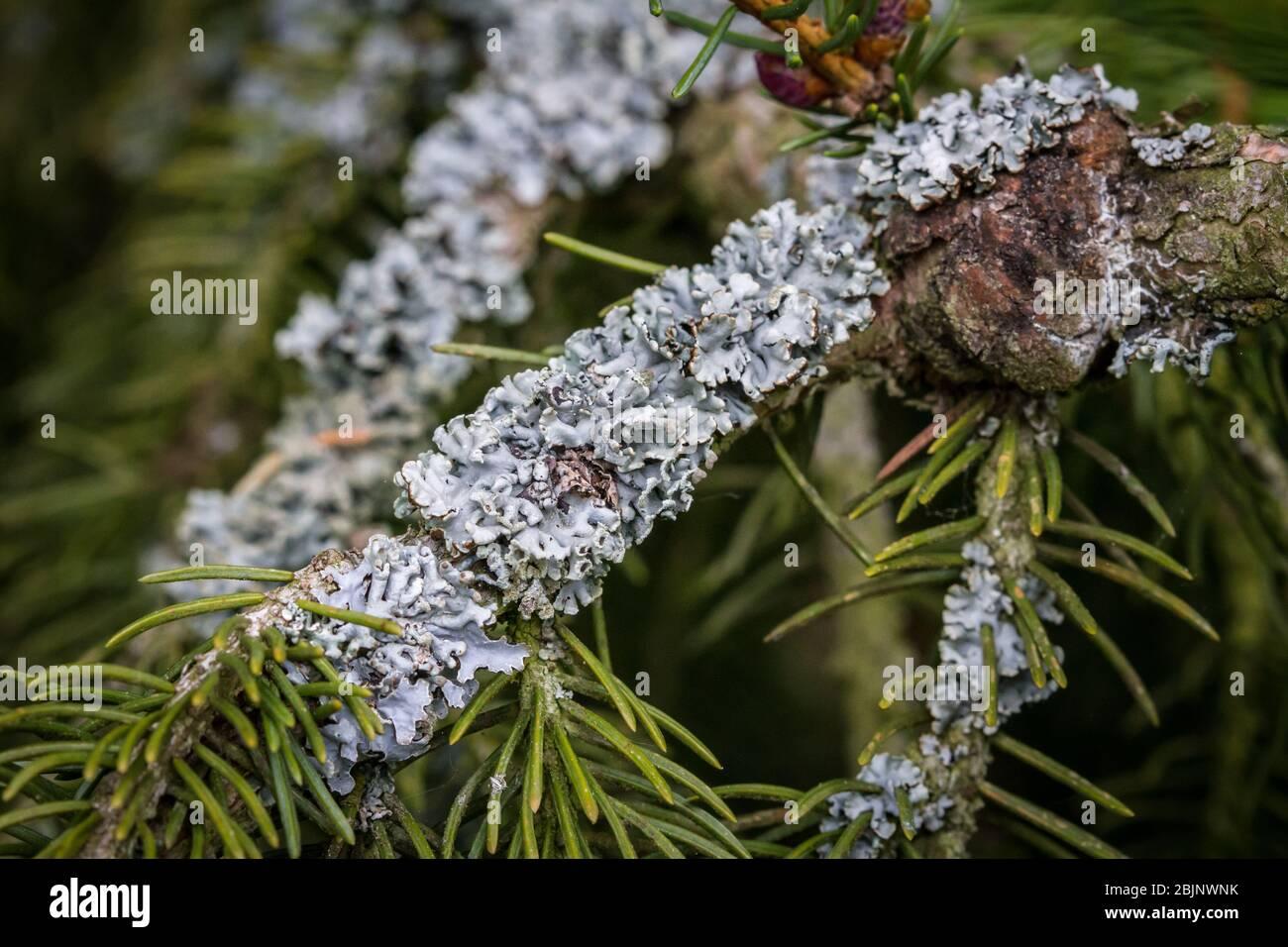 tree-moss-on-an-evergreen-bough-2BJNWNK.jpg