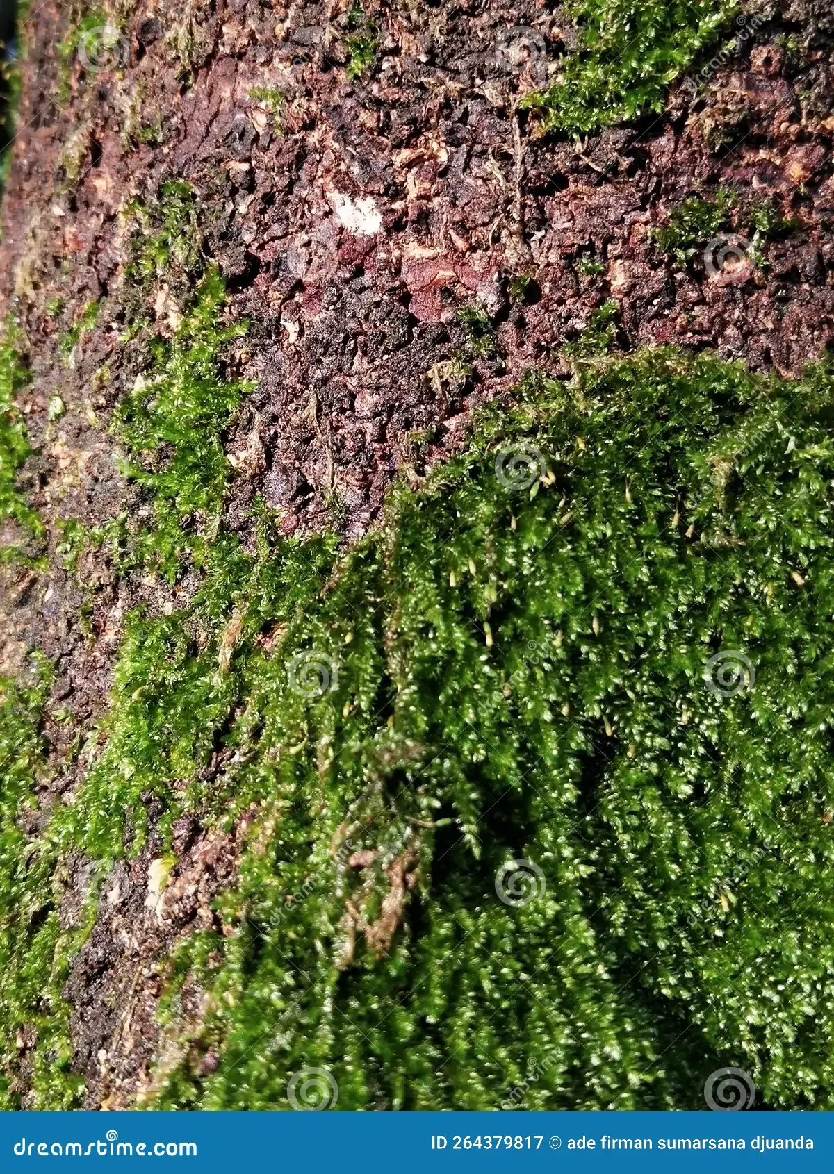 tree-skin-covered-entodon-green-moss-264379817.jpg