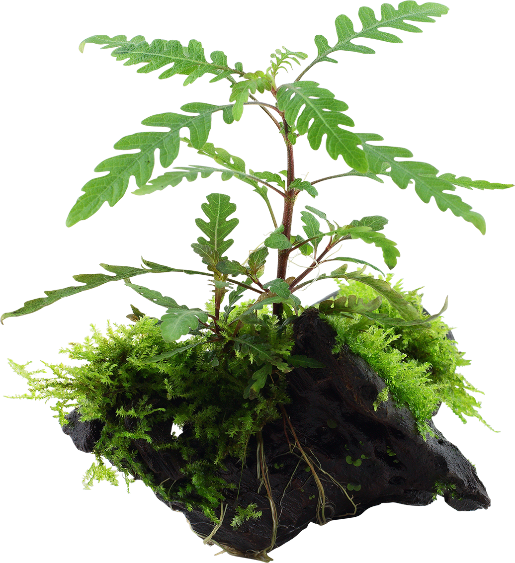 tropica-hygrophila-pinnatifida-and-moss-1-st-367553-hu.png