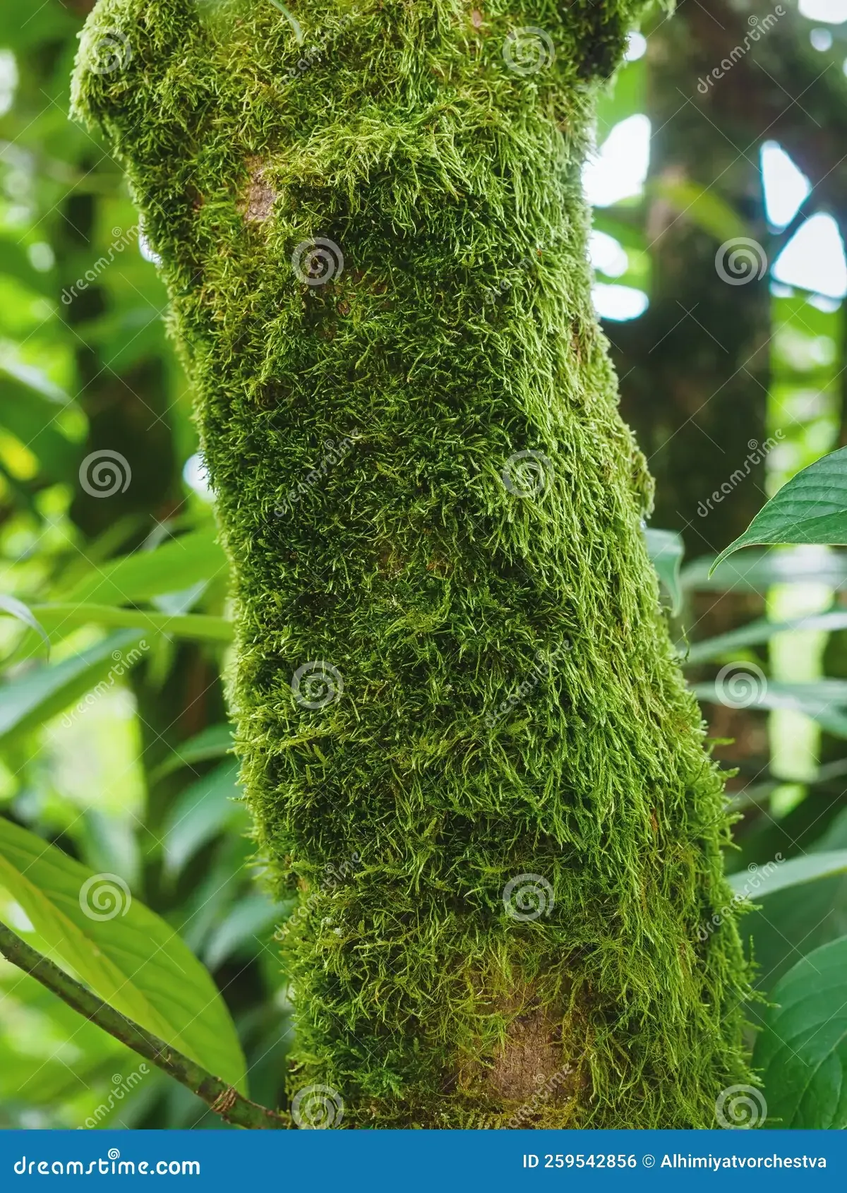 trunk-beilschmiedia-roxburghiana-nees-covered-moss-259542856.jpg