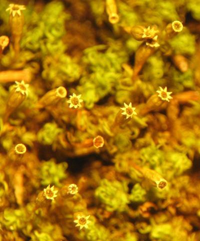 ulota_sp03.jpg