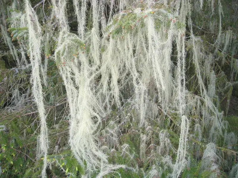 usnea_longissima_dillman_lg.jpg