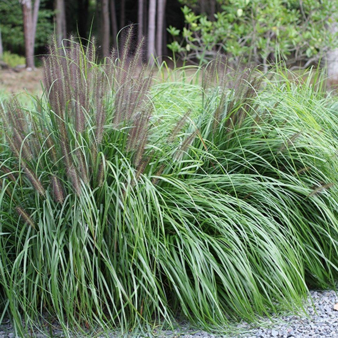 vaste-tuin-planten-pennisetum-alopecuroides-moudry-1.1.jpg