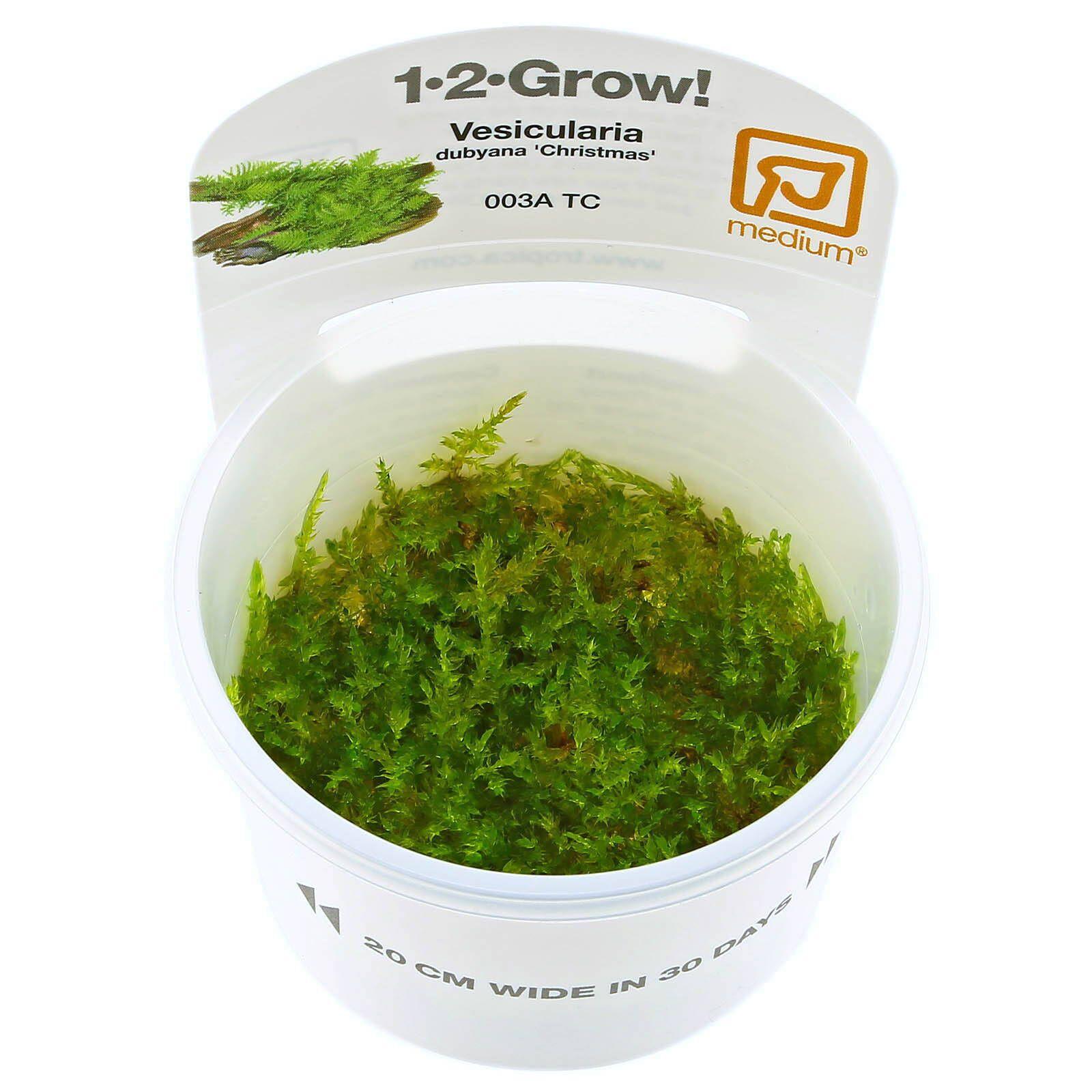 vesicularia-christmas-moss-1-2-grow.jpg