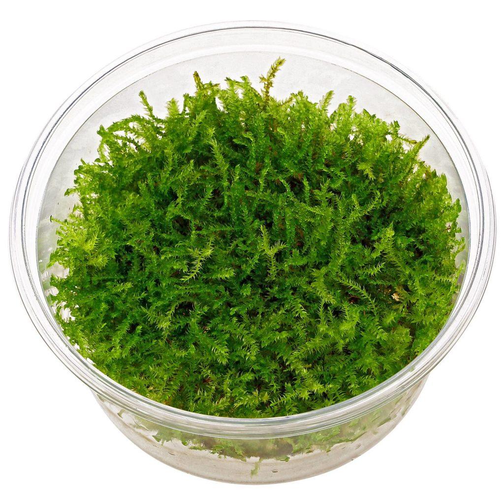 vesicularia-christmas-moss-in-vitro-xl-1024x1024.jpg