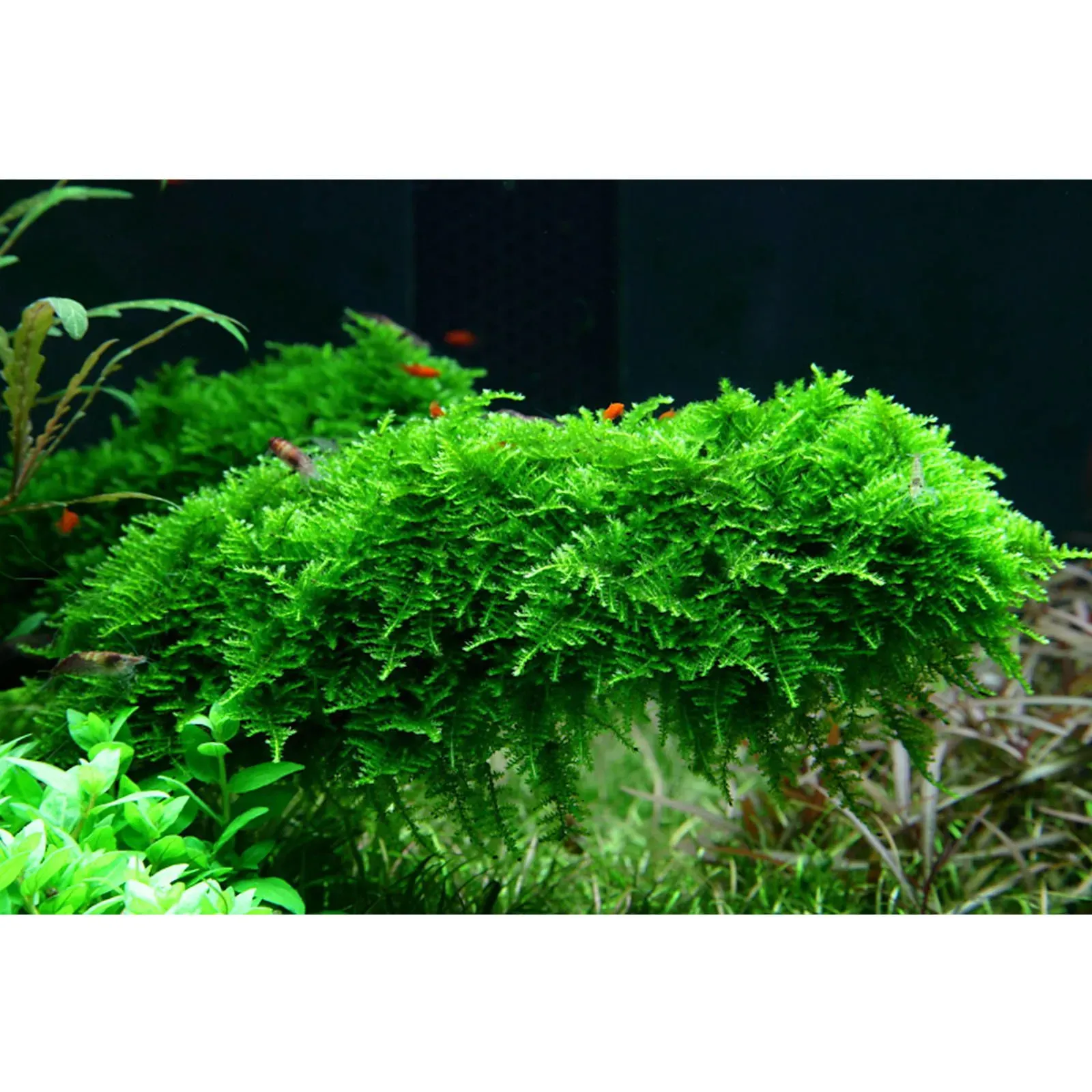 vesicularia-christmas-moss_3.jpg