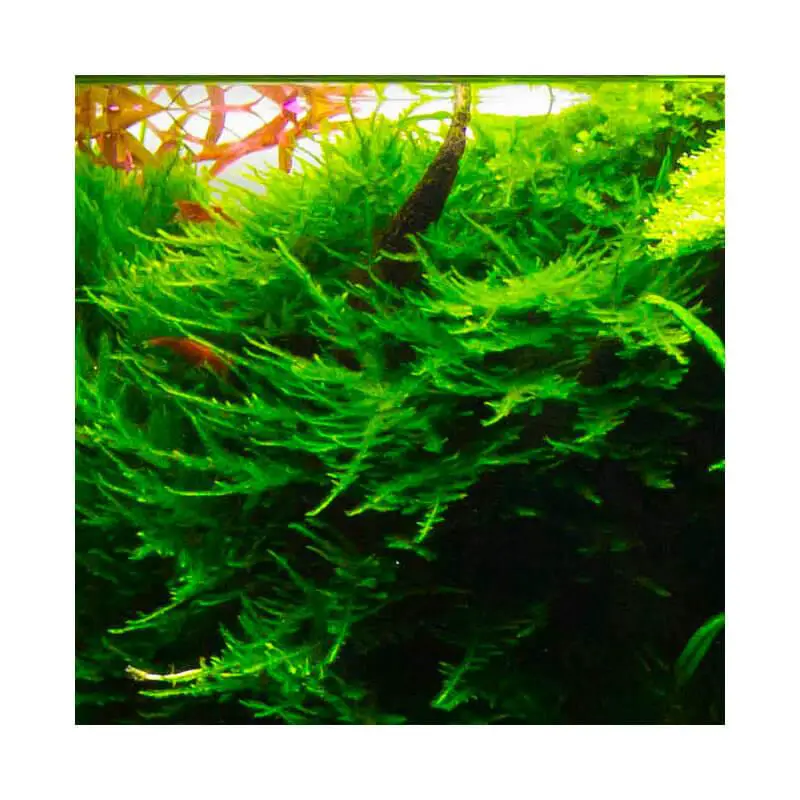 vesicularia-dubyana-christmas-moss-tropica.jpg