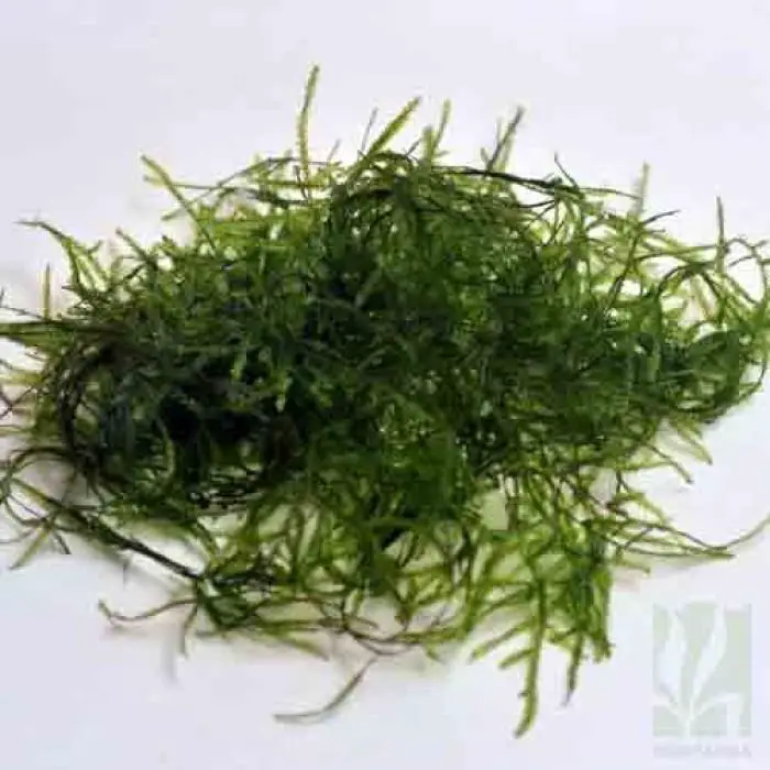 vesicularia-dubyana-java-moss-53-700x700.jpg