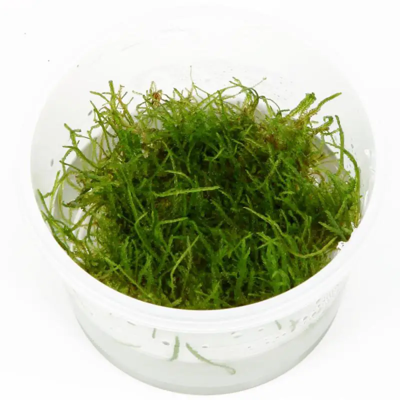 vesicularia-dubyana-java-moss-in-vitro-cup.jpg