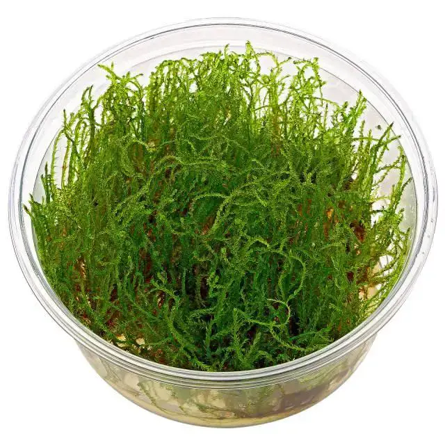 vesicularia-sp-creeping-moss-in-vitro-xl.jpg