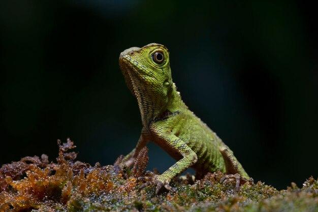 vista-frontal-gonocephalus-doriae-moss-animal-closeup_488145-598.jpg