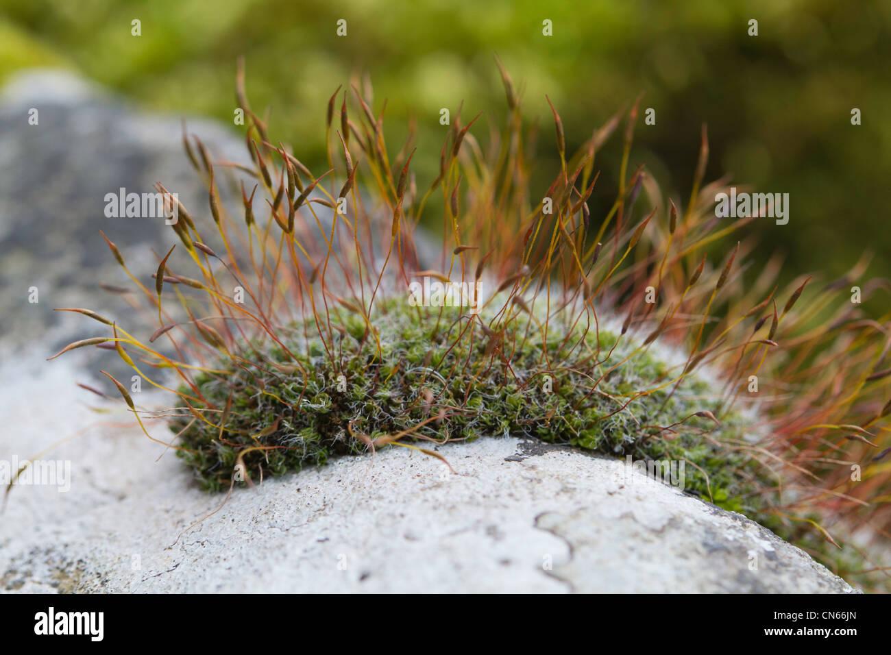 wall-screw-moss-tortula-muralis-growing-on-a-dry-stone-wall-in-the-CN66JN.jpg