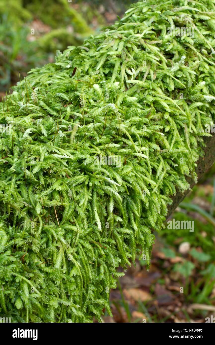 waved-silk-moss-plougastel-daoulas-finistre-bretagne-france-plagiothecium-H8WPF7.jpg