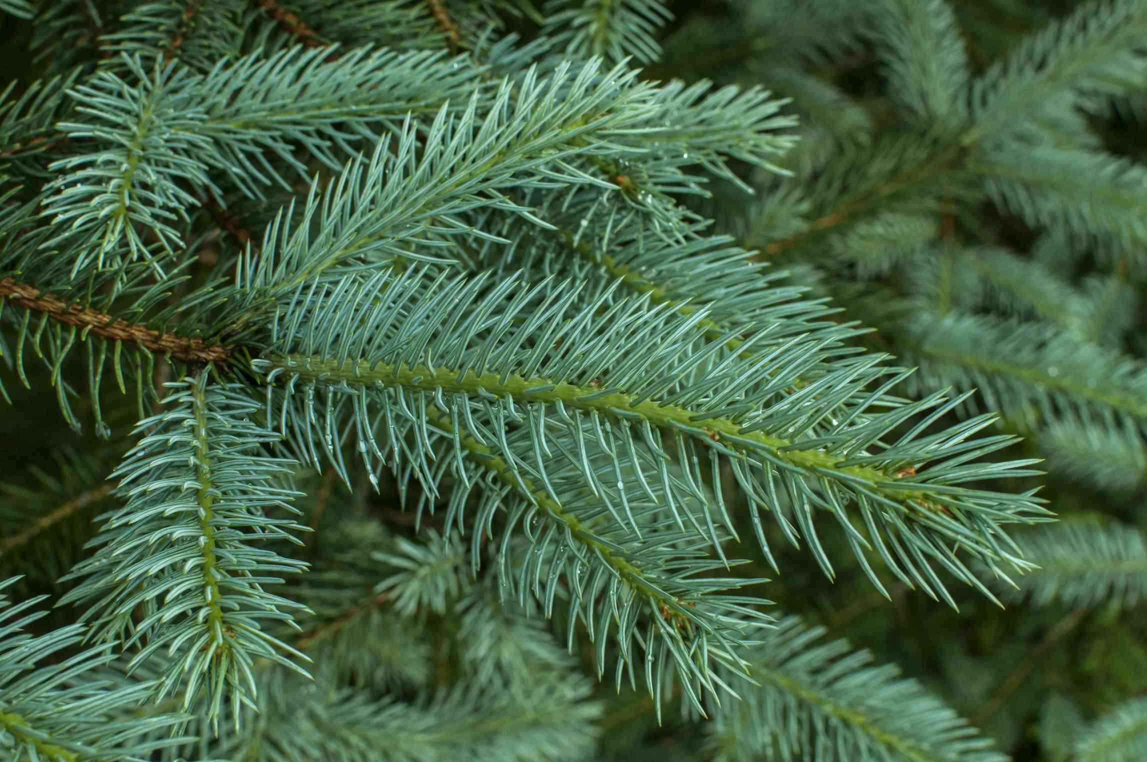 white-spruce-branch-837600712-5313112828fd4f4aa49d5d8f2e05568c.jpg