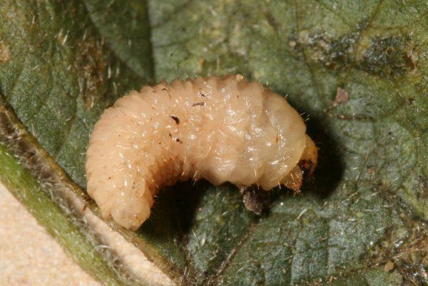 whitefringed-weevil-larva-Andrew-Weeks-Cesar-Australia-600x401.jpg