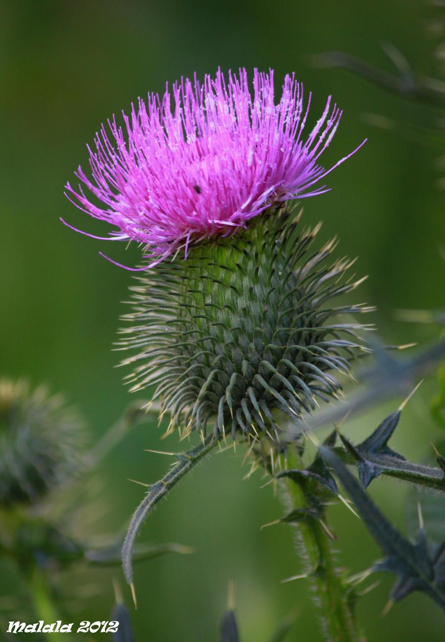 xanthium_spinosum_by_malaladanila-d56kqbm.jpg