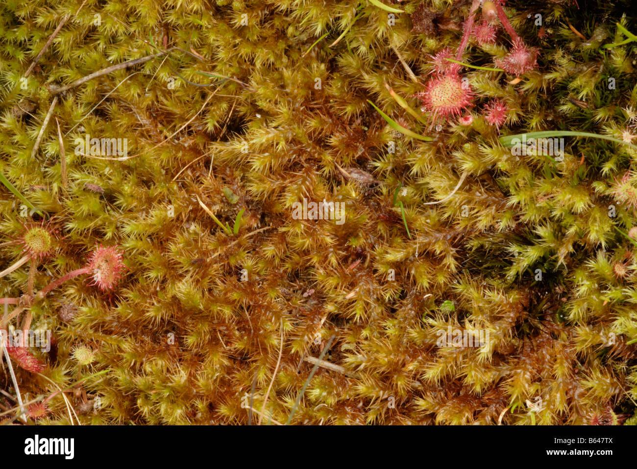 yellow-starry-feather-moss-campylium-stellatum-in-a-bog-uk-B647TX.jpg