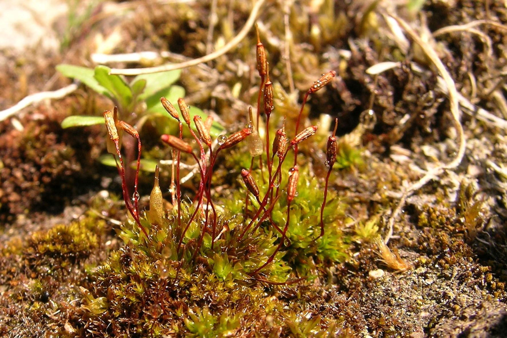 yellowawncandlesnuffermossencalyptarhaptocarpa.jpg