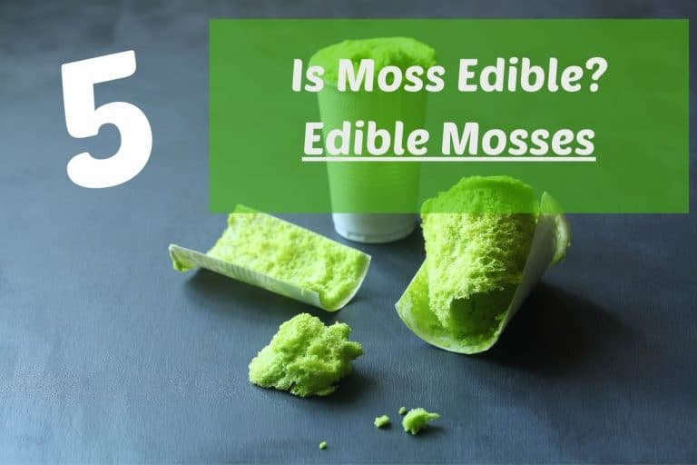 Is Moss Edible? Top 5 Edible Mosses