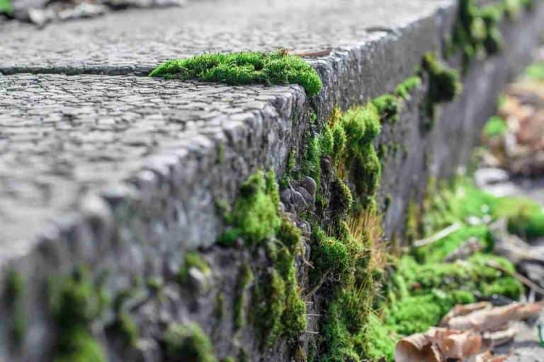 7 Ways To Permanently Remove Moss From Concrete