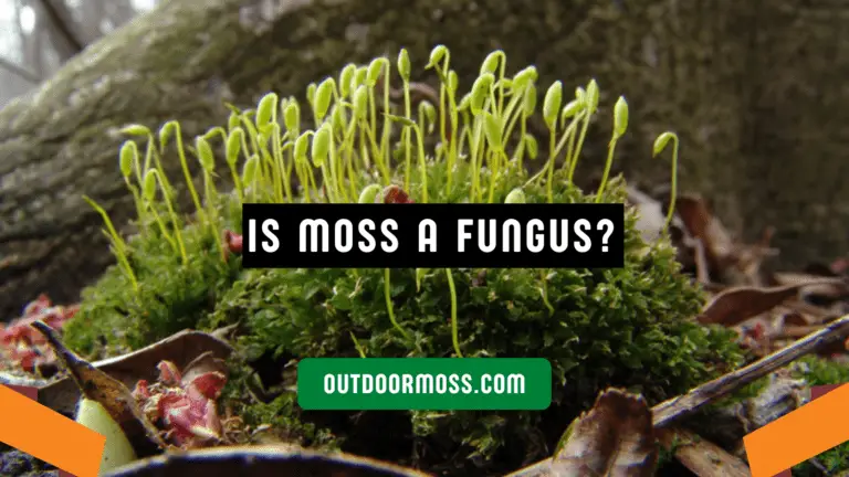 Is Moss a Fungus or a lichen ? No, it is not. And here’s why