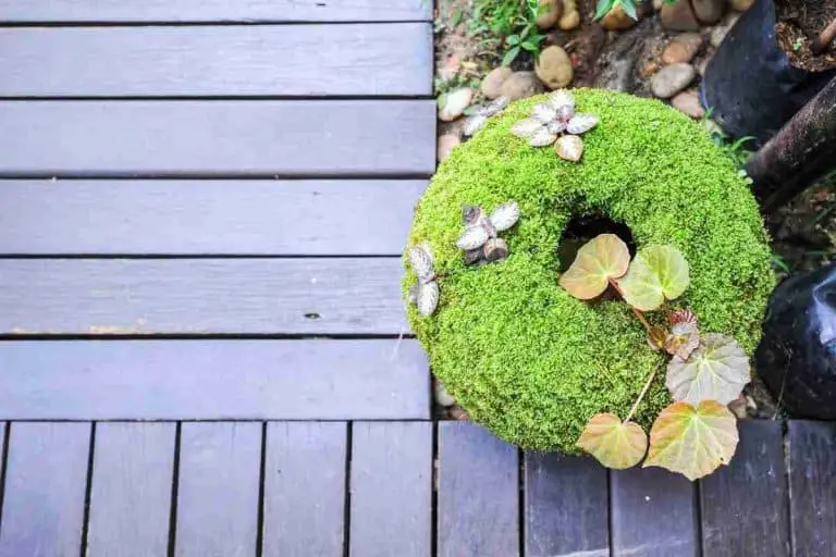 Decorative Moss For Potted Plants: Live & Preserved