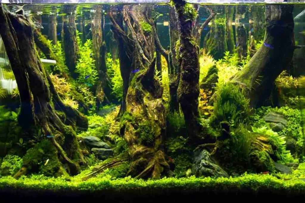 Accelerating Marimo Growth with CO2 
