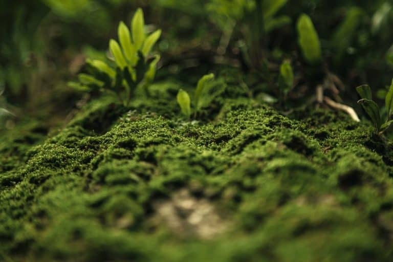 What Does Moss Eat To Survive?