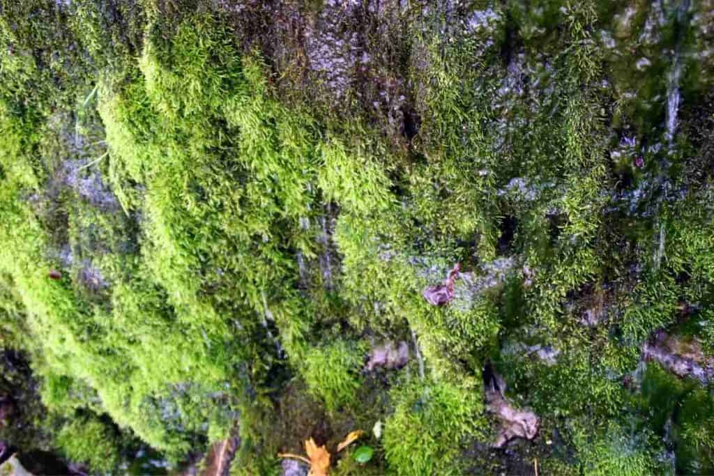 Moss In Water
