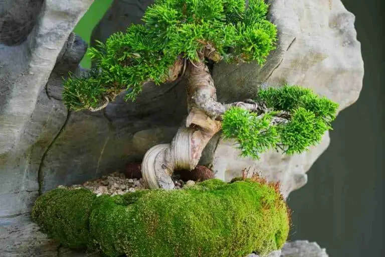 Sphagnum Moss For Bonsai: Is It Safe?