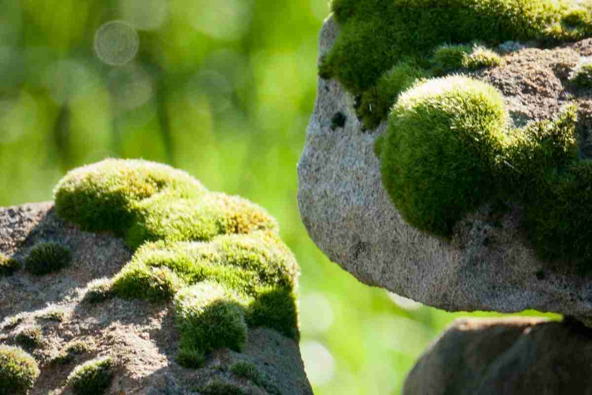 How Fast Does Moss Grow? Detailed Guide | Outdoor Moss