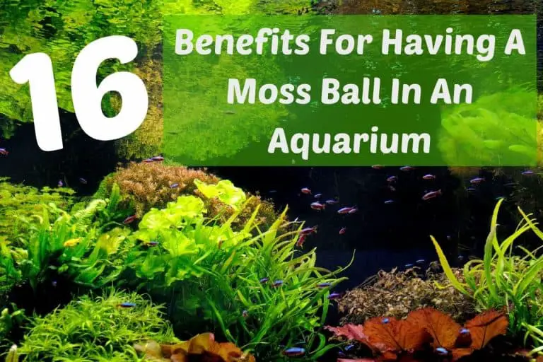16 Benefits For Having A Moss Ball In An Aquarium
