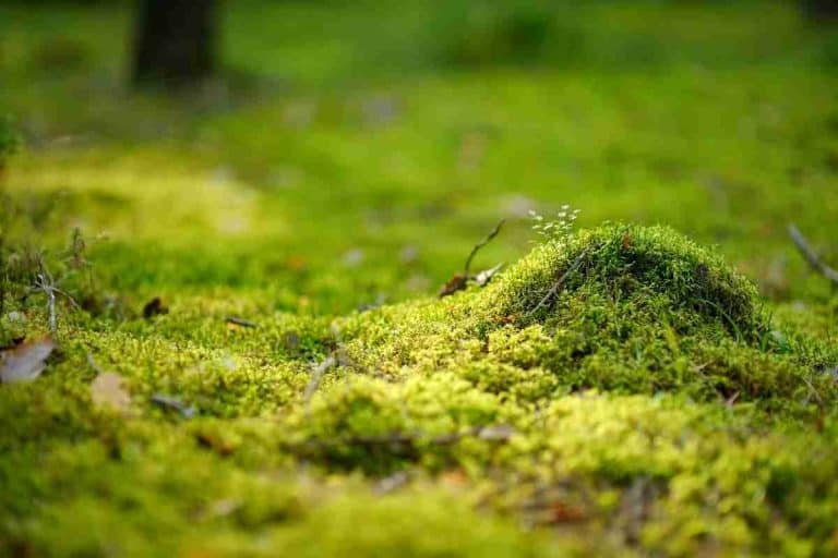 How Fast Does Moss Grow? Detailed Guide