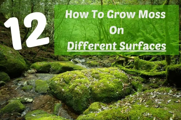 How To Grow Moss On 12 Different Surfaces Step By Step