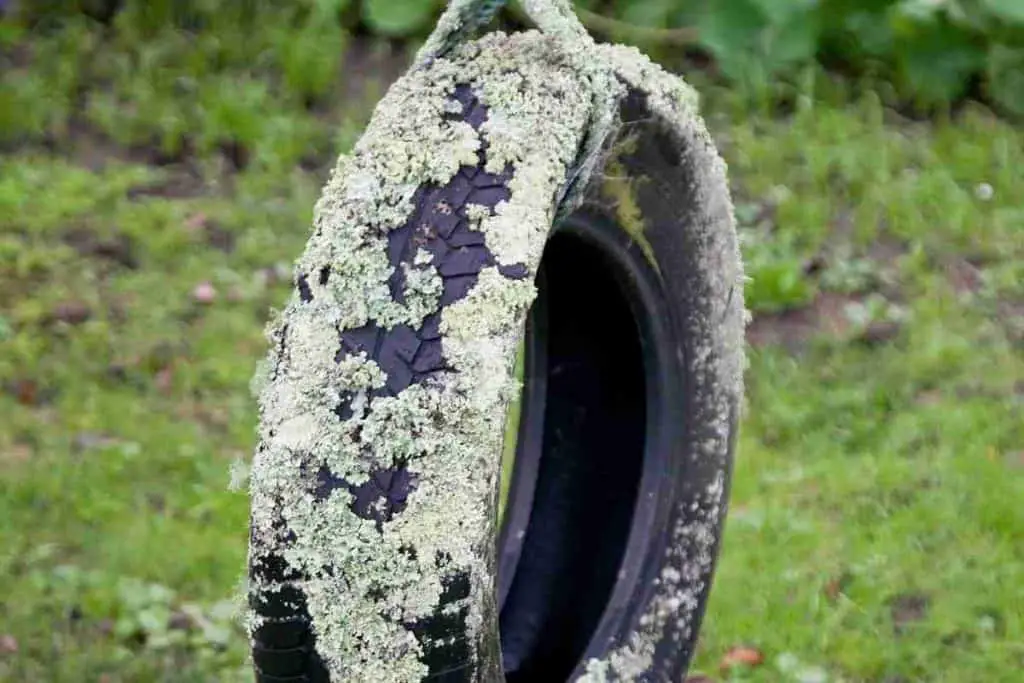 moss on rubber