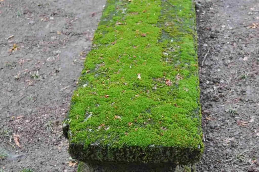 moss on wood