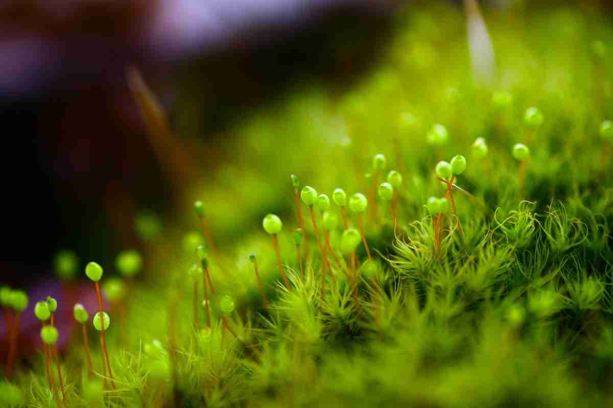 how-does-moss-reproduce-asexually-and-sexually-outdoor-moss