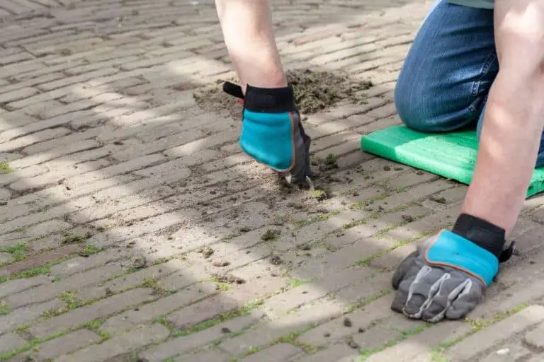 7 Tools Perfect For Removing Moss Between Pavers!