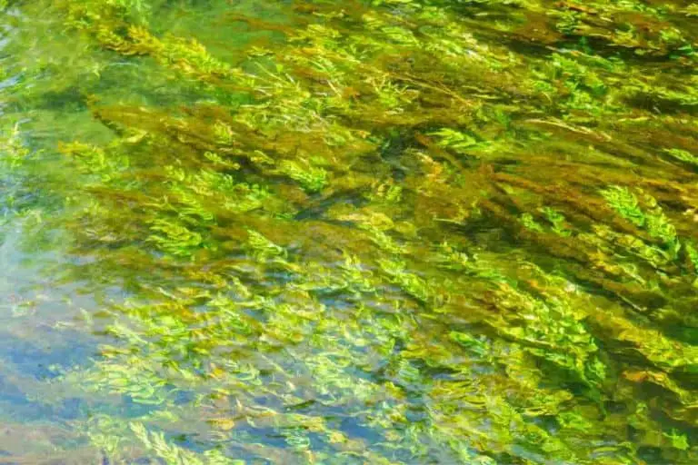 Does Algae Need Sunlight? The Surprising Truth!