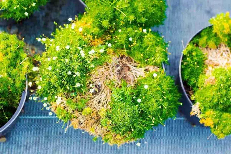Scotch Moss or Irish Moss: Unveiling the Key Differences You Need to Know!
